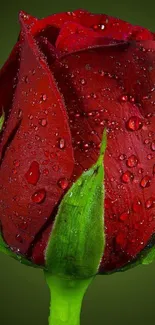 Close-up of a dewy red rose with green background.