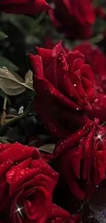 Close-up of dewy red roses with sparkling highlights.