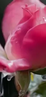 Close-up of a pink dewy rose with water droplets.