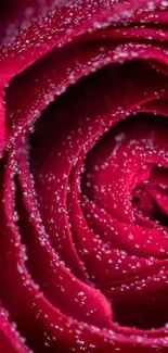 Close-up of a dewy red rose with droplets on petals.