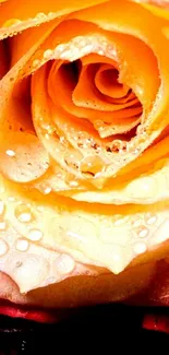 Close-up of a dewy yellow rose with vibrant petals.