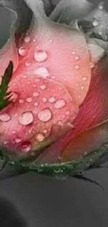 A dewy pink rose with glistening water droplets on soft petals.