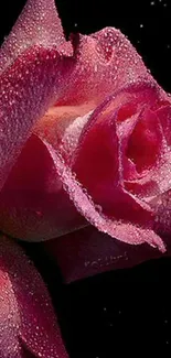 Dewy pink rose on black mobile wallpaper.