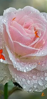 Close-up of a pink rose with dewdrops against a blurred background.