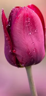 Close-up of a dewy pink tulip with blurred background.