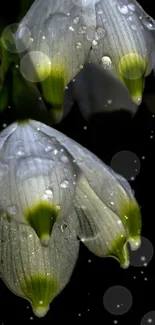 Elegant white flowers with dew drops in dark background.