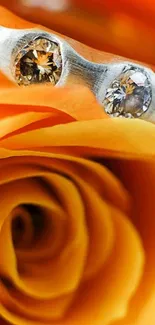 Orange rose with diamond ring wallpaper.