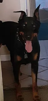 Doberman dog standing in a hallway with tongue out on a mobile wallpaper.