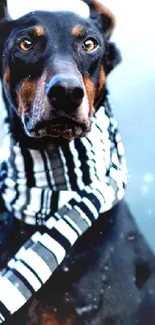 Doberman with striped scarf in snow.