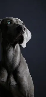 Elegant dark wallpaper with a poised dog in grey tones.