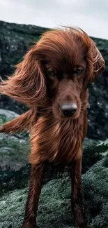 Elegant dog stands on mossy rocks in nature.