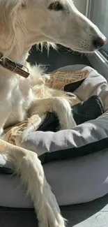 Elegant dog lounging in sunlight on a cozy bed by the window.