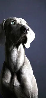 Majestic Weimaraner in dark elegant setting phone wallpaper.