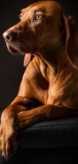 Brown dog sitting elegantly on a black bench with a dark background.