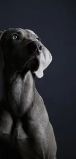 Elegant dog with blue eyes on a dark background, perfect for phone wallpaper.