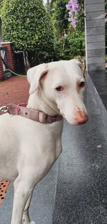 Elegant white dog on patio surrounded by nature.