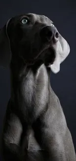 Weimaraner dog against black background in elegant wallpaper.