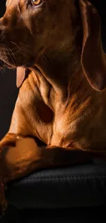 Brown dog in an elegant pose against a dark background mobile wallpaper.