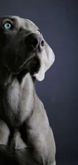 Elegant Weimaraner dog with blue eyes, dark background.