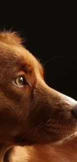 Profile of a brown dog against a dark background for mobile wallpaper.