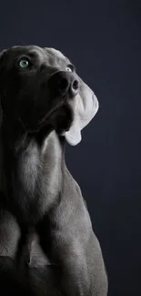 Elegant dog silhouette on dark background.