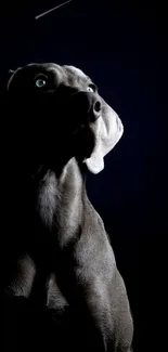 Elegant dog silhouette with dark background.