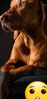 Elegant brown dog with emoji on a dark background.