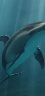 Dolphin swimming gracefully in deep blue ocean.