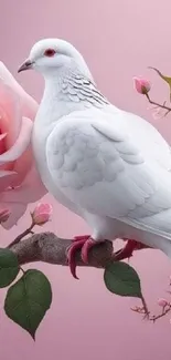 White dove perched on branch with pink roses and pink background.