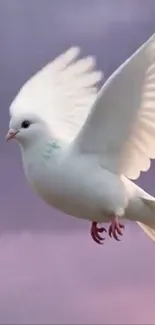 A white dove flying gracefully in a soft purple sky.