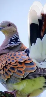 Elegant dove perched on branch with vibrant feathers.