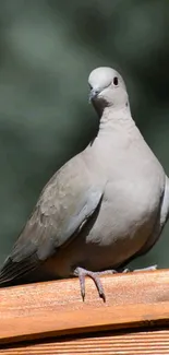 Dove standing on wooden perch in natural setting.