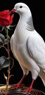 White dove holding a red rose on a black background, elegant and serene.