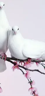 Two white doves on a cherry blossom branch against a soft pink background.