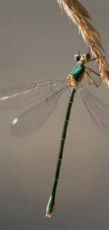 Elegant dragonfly perched on a plant against a soft background.