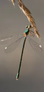 Graceful dragonfly perched on a branch in soft focus.