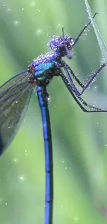 Close-up of dragonfly on a lush green leaf, sparkling in natural light.