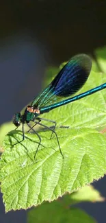 Elegant dragonfly on a green leaf nature wallpaper.