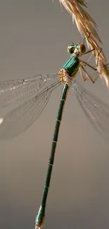 Dragonfly perched on golden wheat stalk close-up.