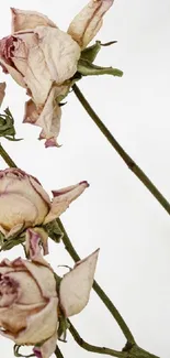 Wallpaper with elegant dried roses and stems on a white background.