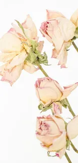 Close-up of delicate dried roses on a white background wallpaper.