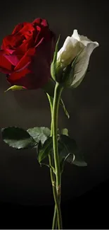 Red and white roses against a dark background wallpaper.