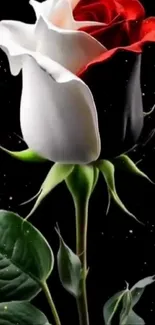 Dual-colored rose with black background, perfect for elegant mobile wallpaper.