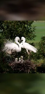 Two elegant white egrets nesting amid green leaves.