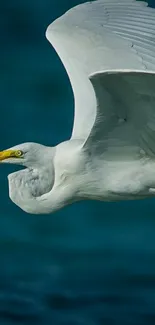 Graceful egret flies over deep blue water.