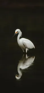 Egret standing in calm water with reflection.