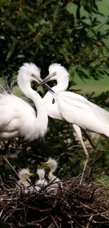 Two egrets in a lush green environment on a phone wallpaper.