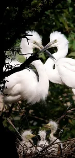 Elegant egrets nesting peacefully in a lush green forest.