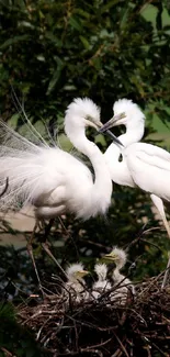 Elegant egrets in their nest surrounded by lush greenery.