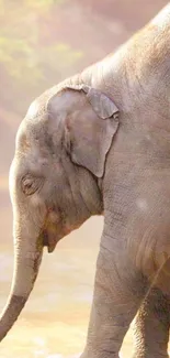 Mobile wallpaper of a serene elephant in misty soft light.